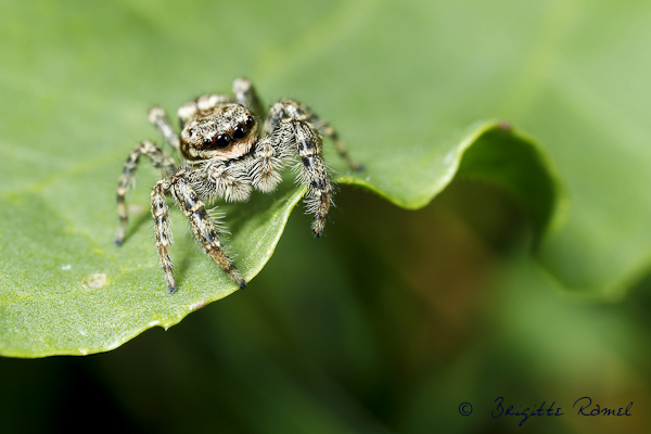 Macro d'insecte printemps araignée