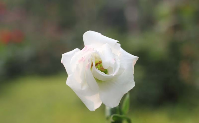 Lisianthus Flowers Pictures