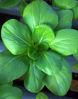 Pak Choi, nft, hidroponik, sayuran, hijau