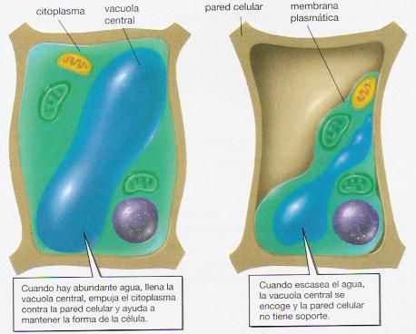 celula vegetal y sus partes. y entre sus funciones