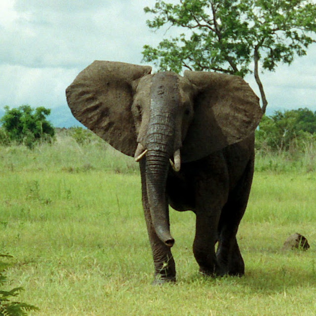 Foto Foto Binatang Gambar Gajah