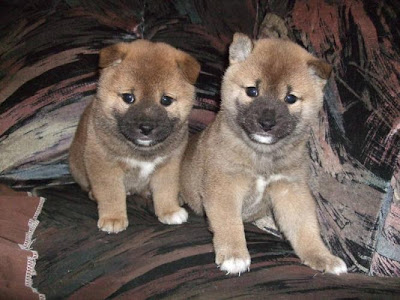 Shiba Inu Puppies Pictures