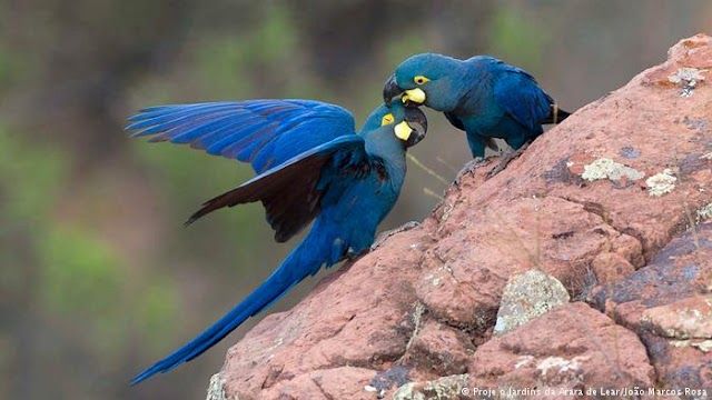 Arara ameaçada de extinção volta a ocupar caatinga baiana