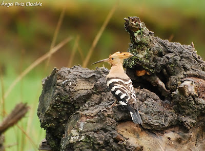 Hoopoe