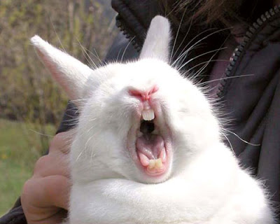 funny rabbit face