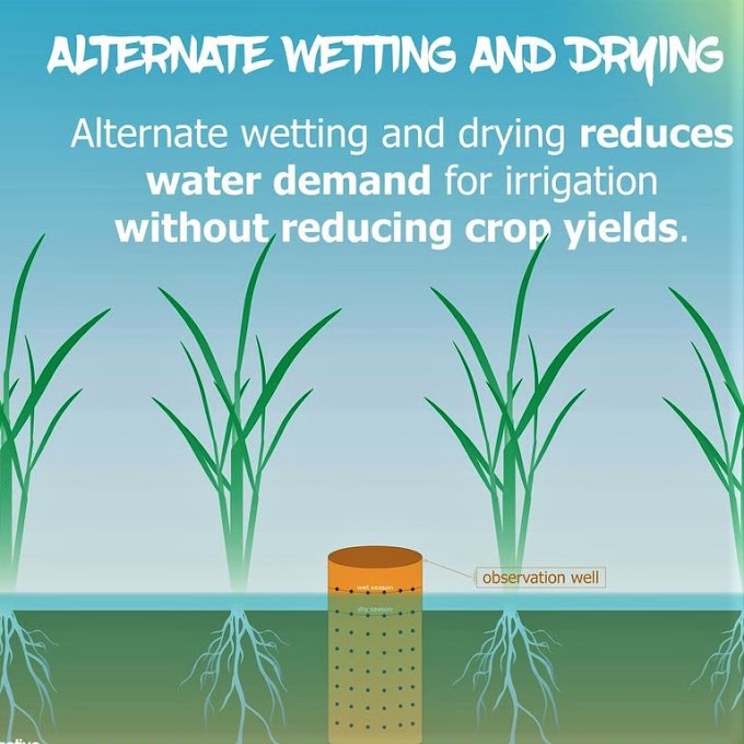 Alternate Wetting and Drying with Pani Pipe technology in Lowland Paddy
