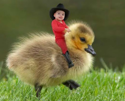 baby-Over-The-baby-Ducks-Hd-images