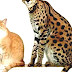 Savannah Cat - Large House Cat