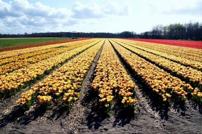 Tulip fields Netherlands