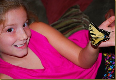 butterfly