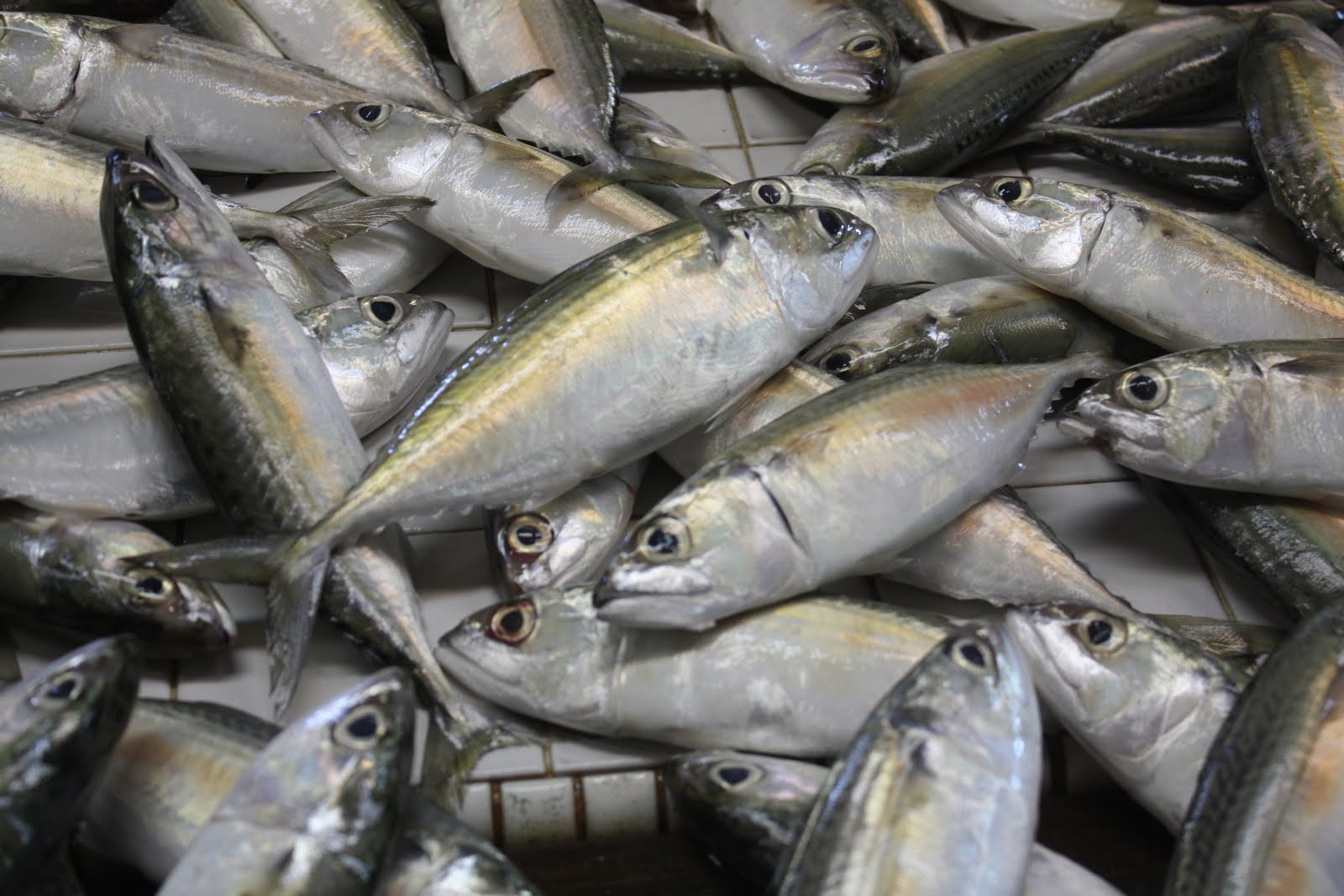 Warga Perikanan Brunei Ikan  Ikan  Laut Tempatan Marine 