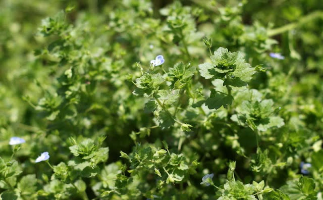 Veronica Persica Flowers Pictures