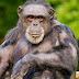 ΑΠΑΡΑΔΕΚΤΟ! ΘΑΝΑΤΩΣΑΝ χιμπατζή που διέφυγε από το Αττικό Ζωολογικό Πάρκο...