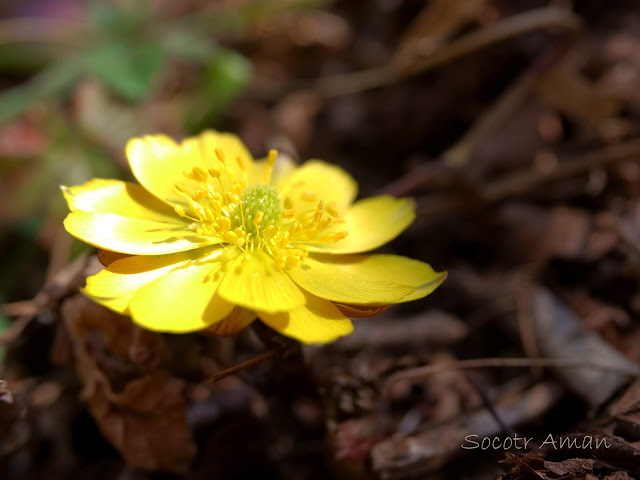 Adonis multiflola