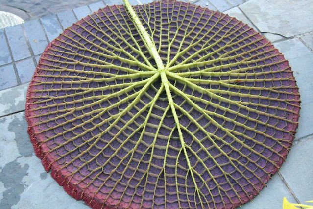 The underside of the lilypad (up to 200 cm in diameter) of Victoria Amazonica is both gratifying and terrifying. Veinous alien plant-matter.