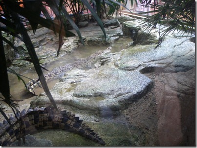 mini crocs