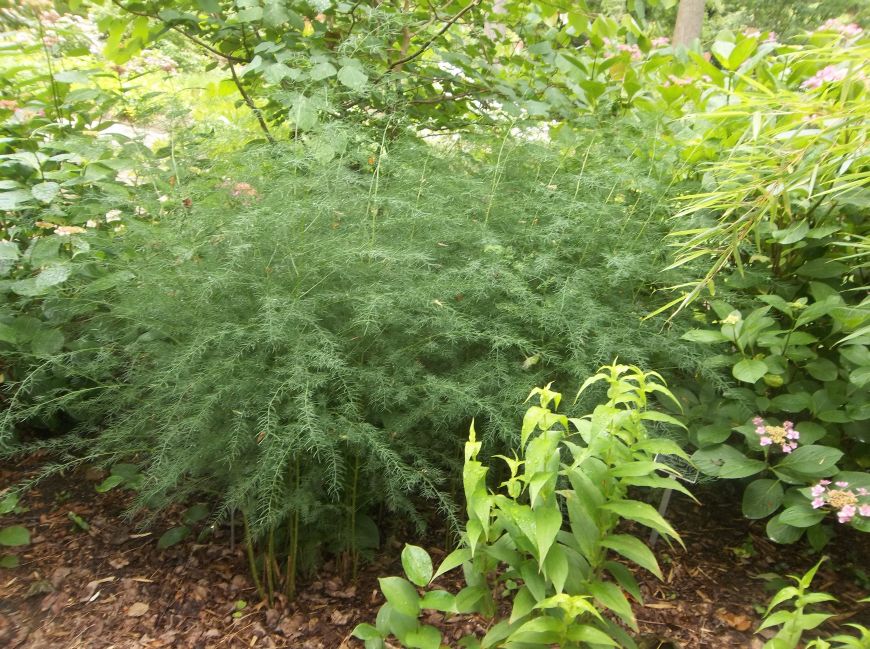 Asparagus Plants