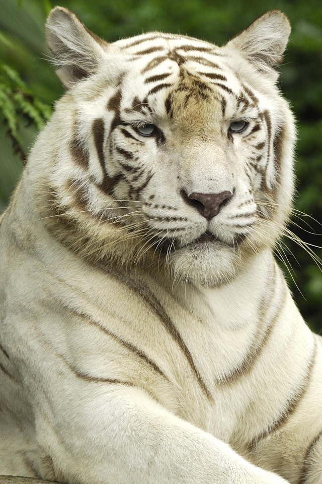 wallpaper white tiger. Info : White Tiger iPhone