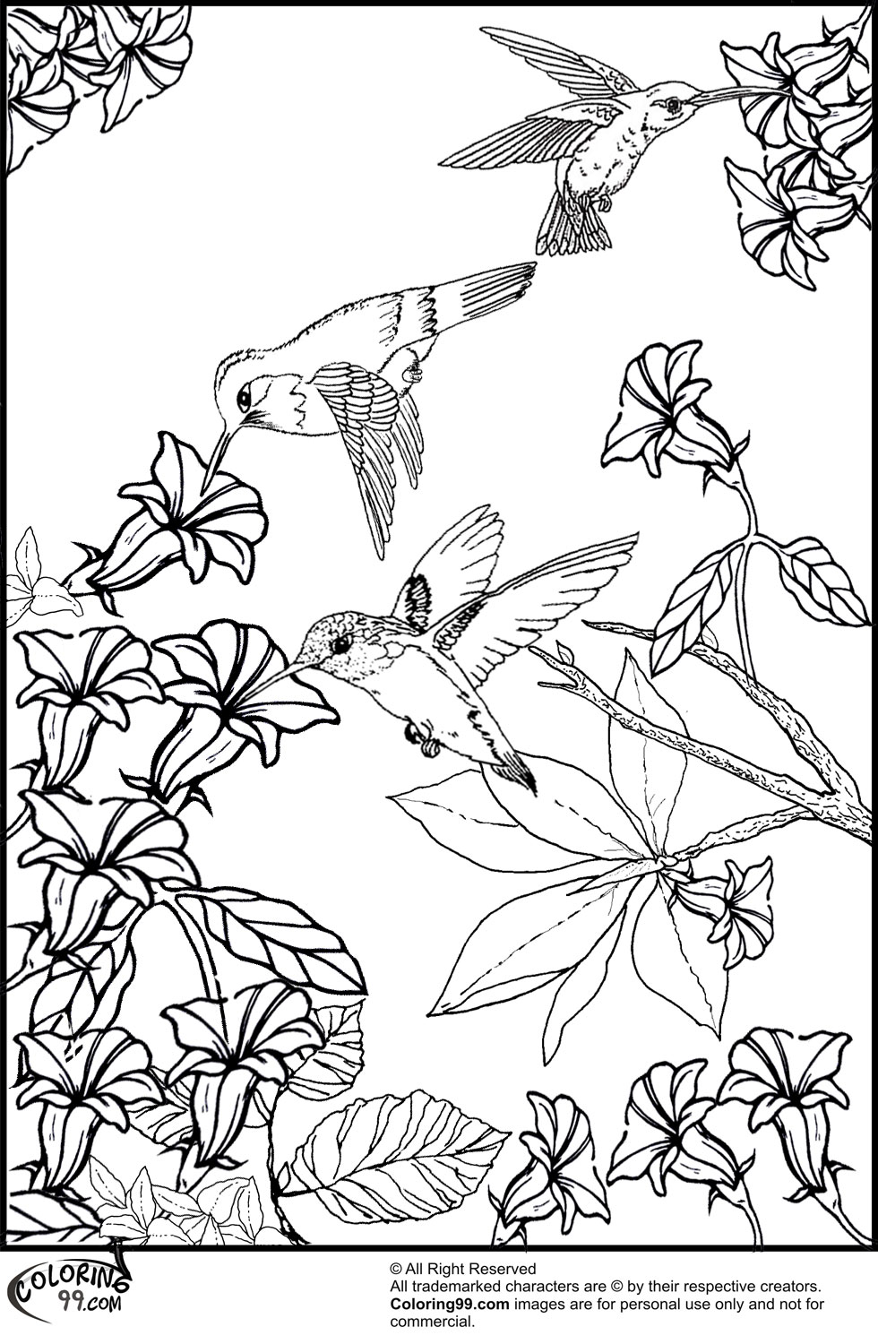 hummingbird and flower coloring pages