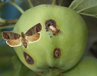 A Codling Moth adult in front of an apple with a larvae in it showing the damage they do.