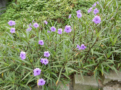 紫花蘆利草