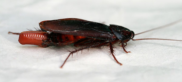 Cockroaches Control