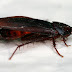 Cockroaches Control