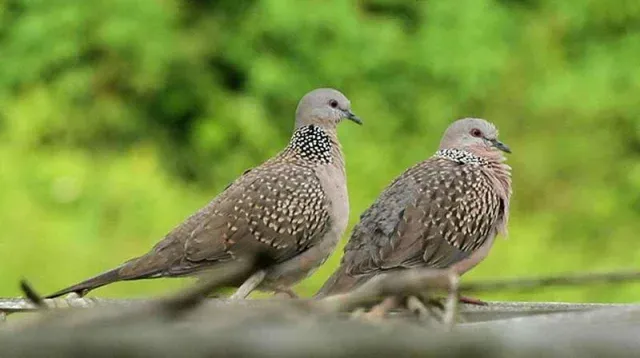 Beautiful Pictures of Pigeons - Dove, Cuckoo, Myna, Tiau, Pigeon, Kingfisher, Cockatoo, Beautiful Pictures of Birds - birds - NeotericIT.com
