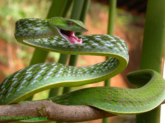 SUJITH SPOT:::::: Most Beautiful & Colorful Venomous 