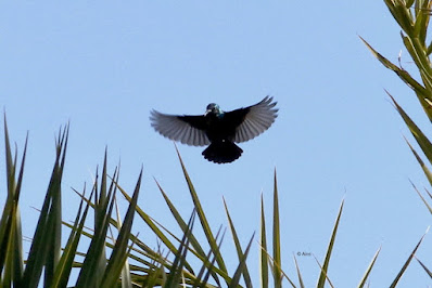 Purple Sunbird