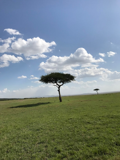 masai mara, kenya, safari, blogger, travel