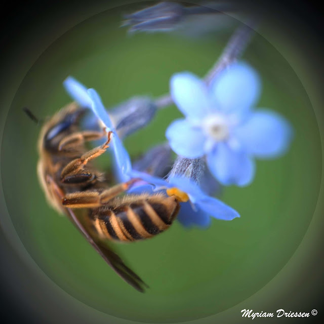 abeille sur fleur de myosotis bee on forget me not flowers