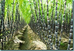 sugarcane