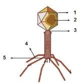 100 Contoh Soal Biologi Kelas 10