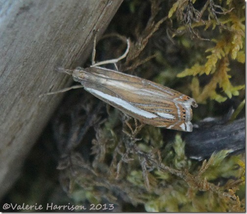 39-crambus-pascuella