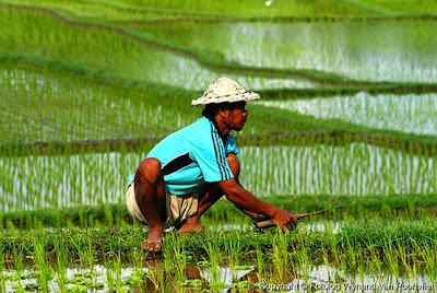 Kisah seorang Petani dengan Sawahnya