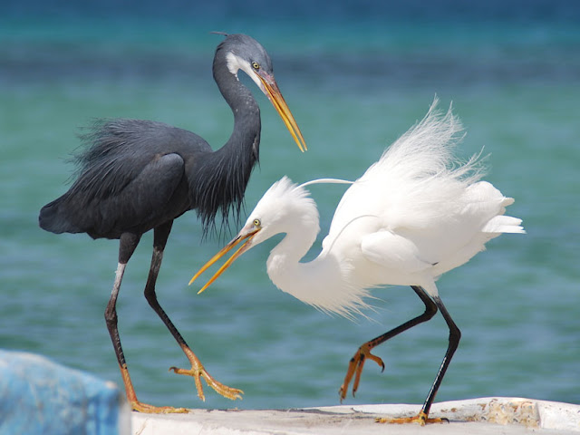 Bird Photos Nature Photography