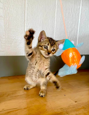 Kitty fishing pole