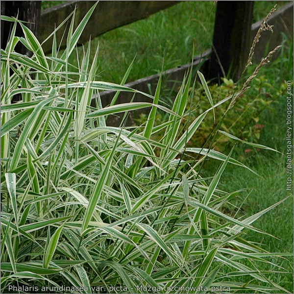 Phalaris arundinacea 'Picta' leafs and inflorescence - Mozga trzcinowata liście i kwiatostany