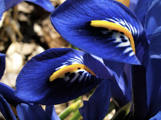 Iris Reticular, Central Park, Conservatory Garden, NYC