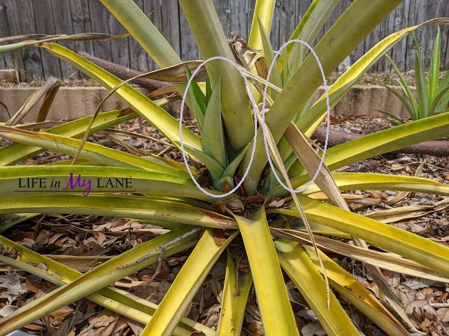 Pineapple plant sucker