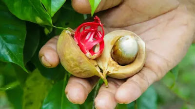 Manfaat Luar Biasa dari Buah Pala Untuk Kesehatan Tubuh