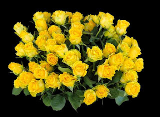 yellow  rose images free Download for girlfriend