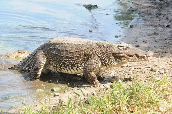 All About Animal Wildlife Crocodile Facts and Photos 