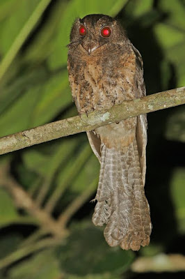 Moluccan Owlet nightjar