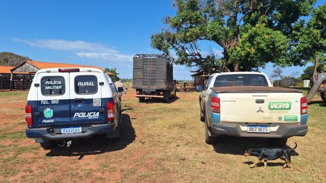 Polícia intercepta transporte ilegal de gado: Três cabeças apreendidas