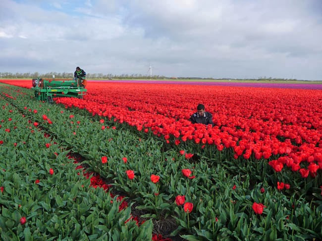 Photo Collection from Tulip Fields | Best Wallpaper Views