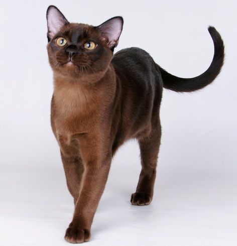 Burmese Cat Breed Profile | Australian Cat Lover
