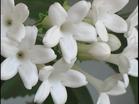 pink jasmine flowers