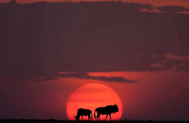 Golden African sunsets on Masai Mara!